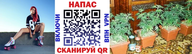 Канабис OG Kush Неман